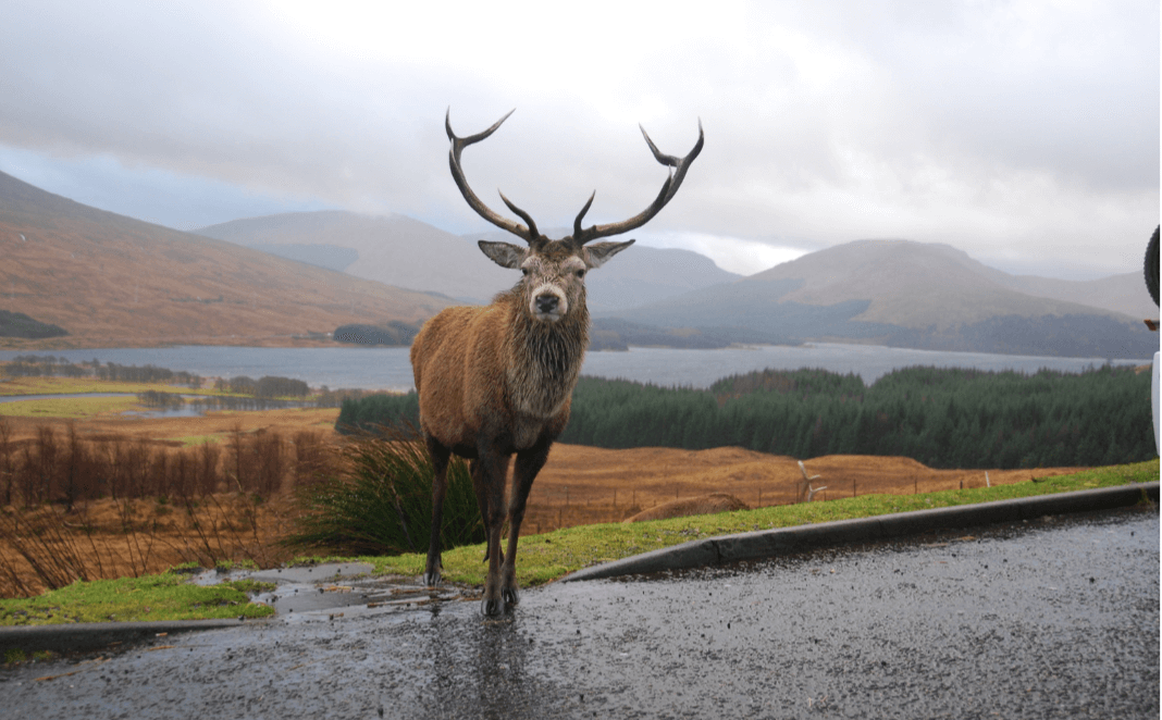 Stag The Trossachs private tours of scotland
