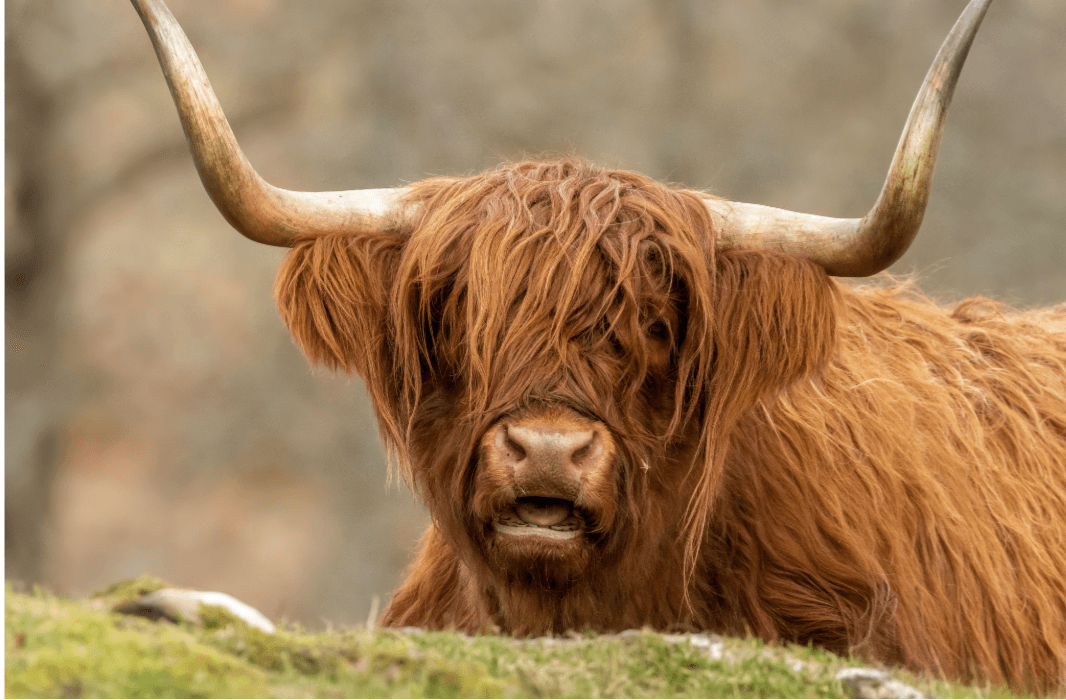 highland cow 2