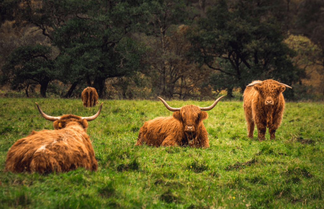 highland cows
